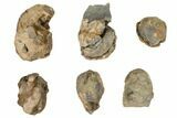 Lot: Fossil Calymene Trilobite Nodules - Pieces #106716-2